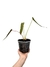 Philodendron spiritus-sancti M na internet