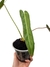 Philodendron spiritus-sancti M - comprar online