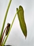 Philodendron spiritus-sancti M - Folhas Raras