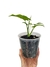 Syngonium 'Pink Splash Allusion' - Folhas Raras