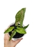 Syngonium 'Pink Splash Allusion' na internet