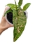 Syngonium 'Pink Splash Allusion' - comprar online