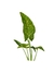 Syngonium 'Pink Splash Allusion' - loja online