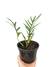 Philodendron tortum na internet
