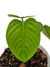 Philodendron ornatum P - Folhas Raras