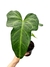 Imagem do Anthurium x macrolobium 'Batman' M