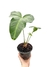 Anthurium x macrolobium 'Batman' M - comprar online