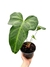 Anthurium x macrolobium 'Batman' M - comprar online