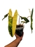 Philodendron billietiae 'Variegata' - comprar online