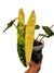 Philodendron billietiae 'Variegata' na internet