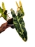 Philodendron billietiae 'Variegata' - Folhas Raras