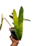 Philodendron billietiae 'Variegata' - loja online