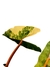 Imagem do Philodendron billietiae 'Variegata'