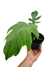 Philodendron mayoi na internet
