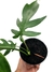 Philodendron mayoi - comprar online
