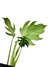 Philodendron mayoi - Folhas Raras