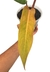 Philodendron 'Orange Marmalade' na internet