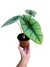 Alocasia 'Bisma' - comprar online