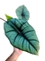 Alocasia 'Bisma' na internet