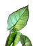 Alocasia 'Bisma' - Folhas Raras