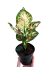 Aglaonema 'Anyamanee Tricolor' - comprar online