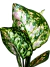 Aglaonema 'Anyamanee Tricolor' - Folhas Raras