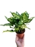 Aglaonema 'Snow White' - comprar online