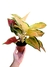 Aglaonema 'Pink Cochin' (Lawan) - comprar online