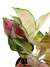 Aglaonema 'Pink Cochin' (Lawan) na internet