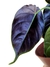 Alocasia azlanii - Folhas Raras