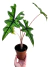Alocasia 'Jacklyn' P - comprar online