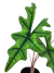 Alocasia 'Jacklyn' P na internet