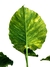Alocasia odora 'Aurea Variegata' GG - Folhas Raras