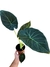 Alocasia 'Regal Shield' - comprar online
