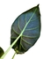 Alocasia 'Regal Shield' - Folhas Raras