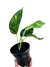 Epipremnum pinnatum 'Variegatum' P - comprar online
