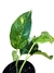 Epipremnum pinnatum 'Variegatum' P na internet