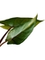 Alocasia scalprum 'Variegata' - loja online