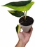 Alocasia scalprum 'Variegata' - comprar online