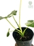 Alocasia macrorrhizos 'Variegato' G na internet
