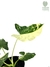 Alocasia macrorrhizos 'Variegato' G - comprar online