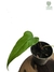 Anthurium pedatum baby - Folhas Raras