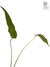 Anthurium pedatum baby - loja online