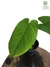 Anthurium pulverulentum M
