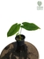 Anthurium pulverulentum M - comprar online