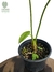 Anthurium pulverulentum M na internet