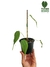 Anthurium peltigerum baby - comprar online