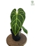 Anthurium regale M