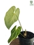 Anthurium regale M - comprar online