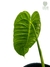 Anthurium veitchii 'Wide form - comprar online